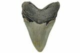Serrated, Fossil Megalodon Tooth - North Carolina #258047-1
